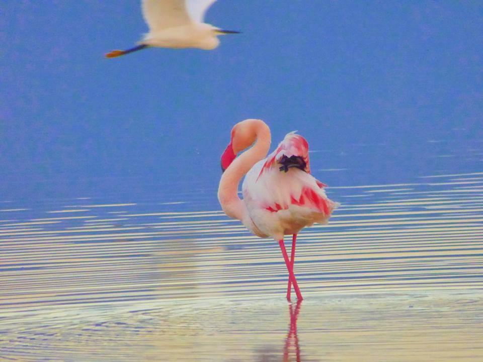 Costa degli Angeli La Pirata Capitana Bed & Breakfast エクステリア 写真